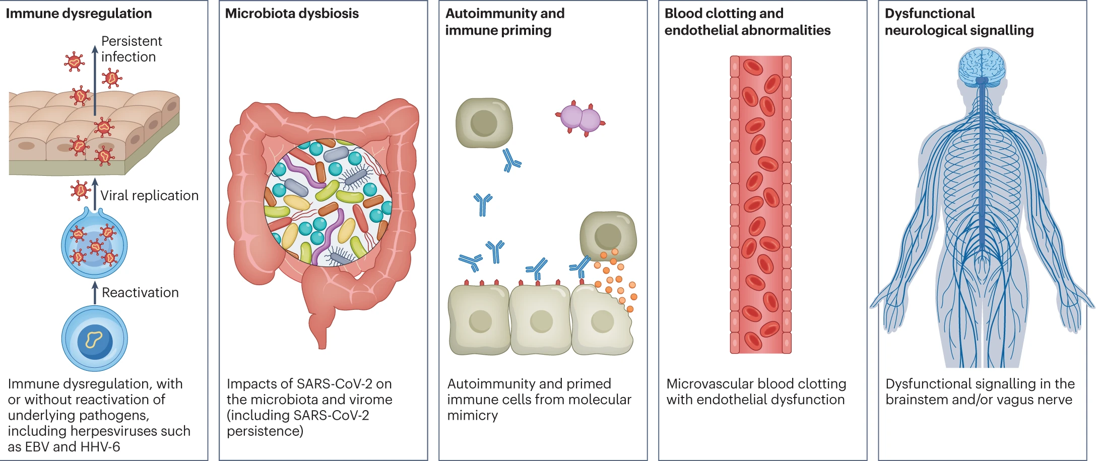 Long COVID symptoms and the impact on numerous organs with differing pathology