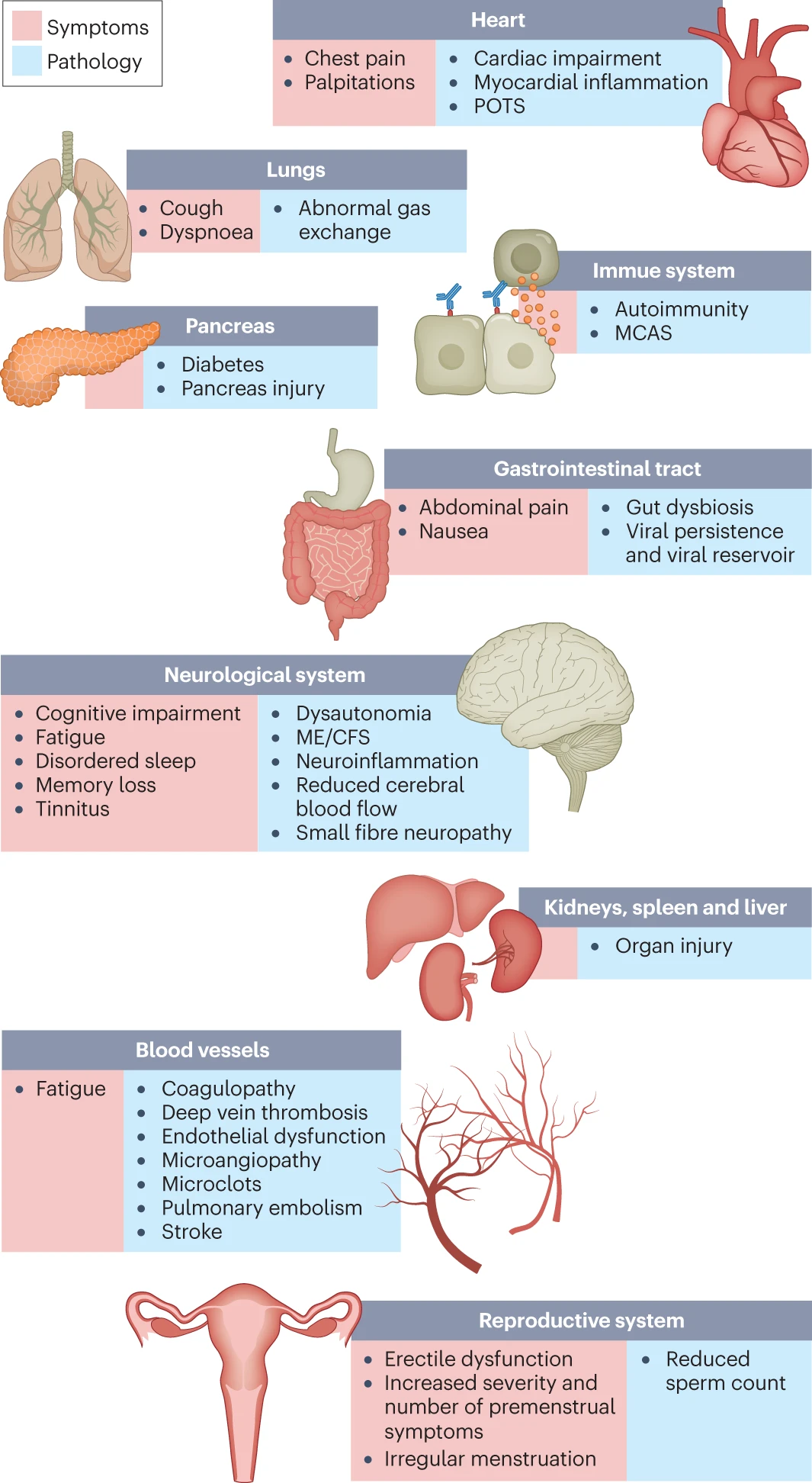 Long COVID symptoms and the impact on numerous organs with differing pathology